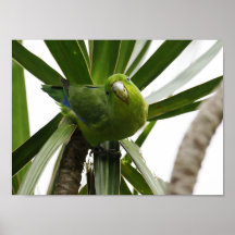 AFFICHE PERRUCHE INSÉPARABLE TUIM 2