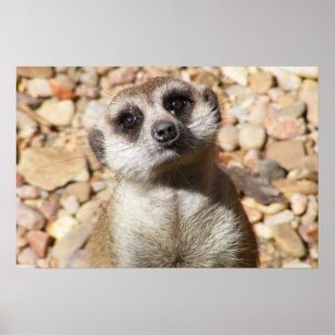 Affiche personnalisable de Meerkat