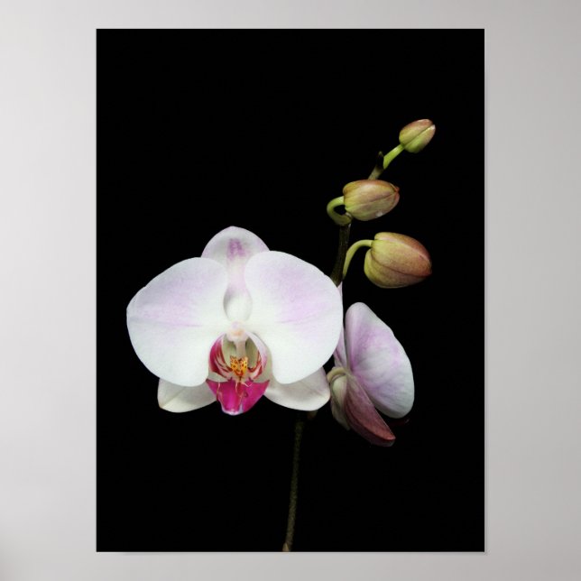 Affiche "Phalaenopsis" (Devant)