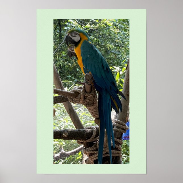 Affiche photo d'ara  (Devant)