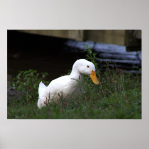 Affiche photo de canard blanc
