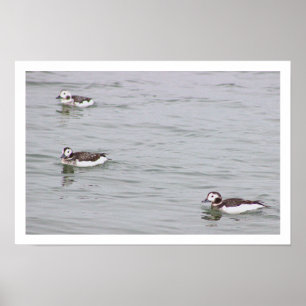 Affiche Photo de Canards