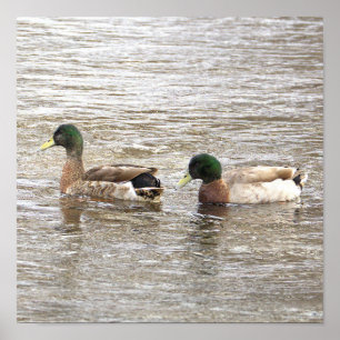 Affiche photo de canards colverts