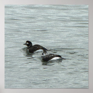 Affiche Photo de Canards dans l'Eau