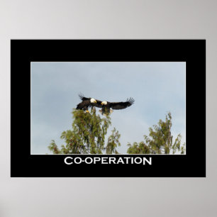 Affiche photo de la COOPÉRATION Bald Eagles