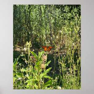 Affiche photo de papillon monarque