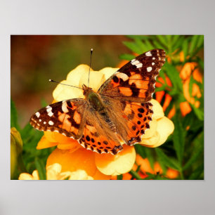 Affiche photo de papillon Painted Lady
