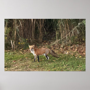 Affiche photo de renard