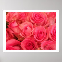 Affiche photo de roses roses