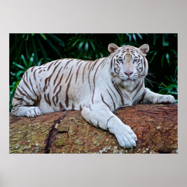 Affiche photo de Tigre Blanc au repos (Devant)