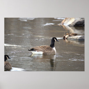 Affiche photo d'oie du Canada