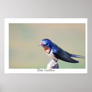 Affiche Photo d'Oiseau Hirondelle de Ferme