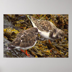 Affiche Photo d'Oiseaux sur des Roches