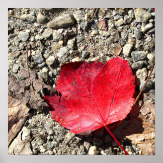 Affiche Photo Feuille Rouge