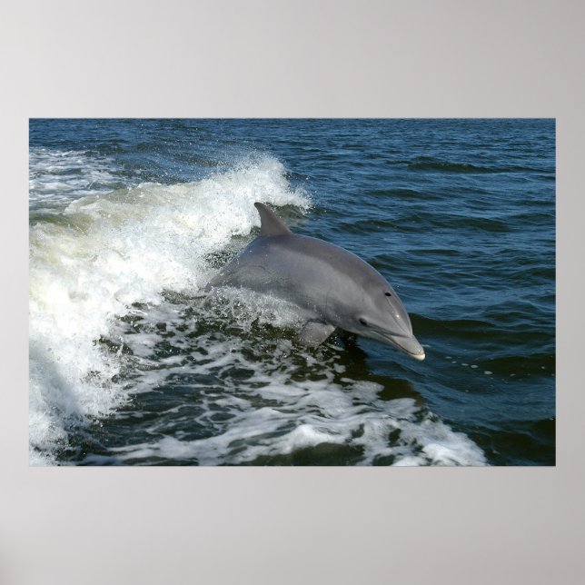 affiche photo pour dauphin en bouteille (Devant)