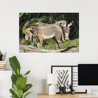 Affiche photo Zèbre Mère & Poulin 36 x 24