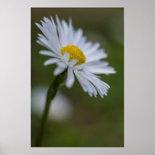 Affiche Photographie de fleurs de marguerite dans