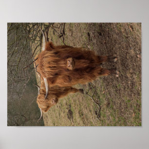 Affiche photographique de la vache écossaise Highl