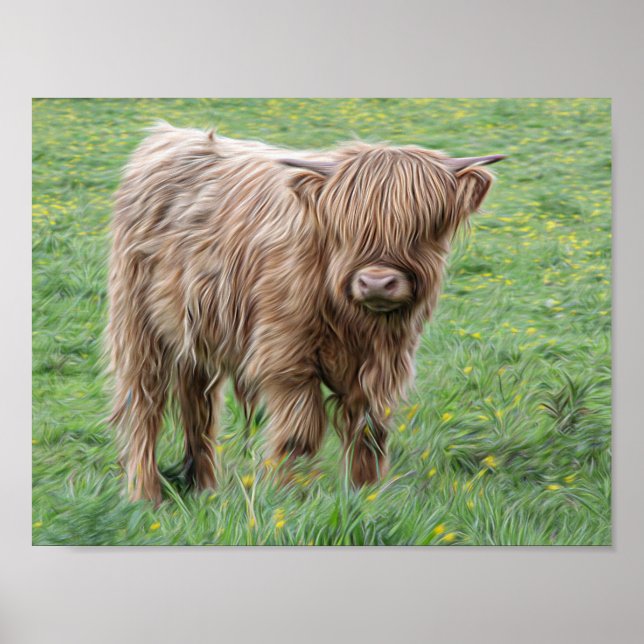 Affiche photographique de la vache écossaise Highl (Devant)