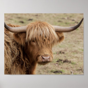 Affiche photographique de la vache écossaise Highl