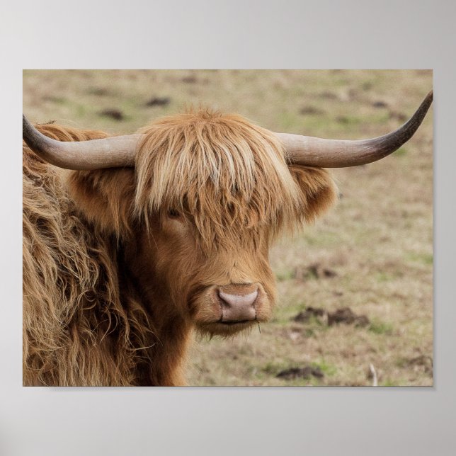 Affiche photographique de la vache écossaise Highl (Devant)