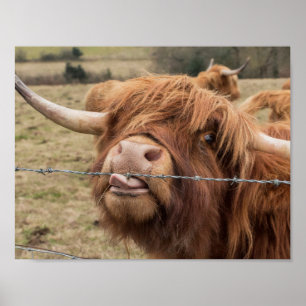 Affiche photographique de la vache écossaise Highl