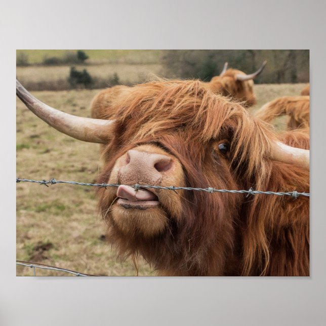 Affiche photographique de la vache écossaise Highl (Devant)