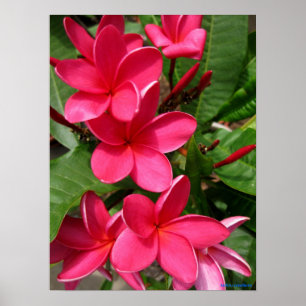 affiche - plumerias roses