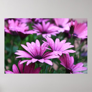 Affiche pourpre lumineuse de fleur