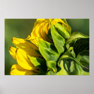 Affiche - Profil arrière de tournesol