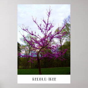 AFFICHE REDBUD TREE