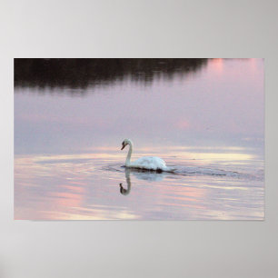 Affiche Reflections de cygnes