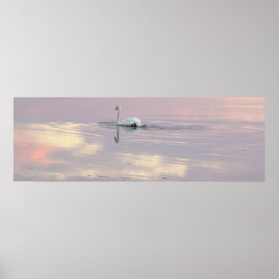Affiche Reflections du cygne