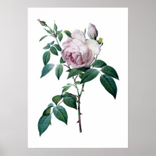 Affiche rose