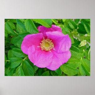 Affiche Rose de la plage rose