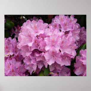 Affiche rose de rhododendron