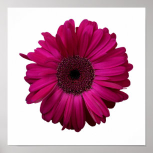 Affiche rose élégante de marguerite de Gerbera