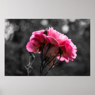 Affiche Rose Rose Élégance