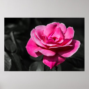 Affiche Rose Rose Élégance