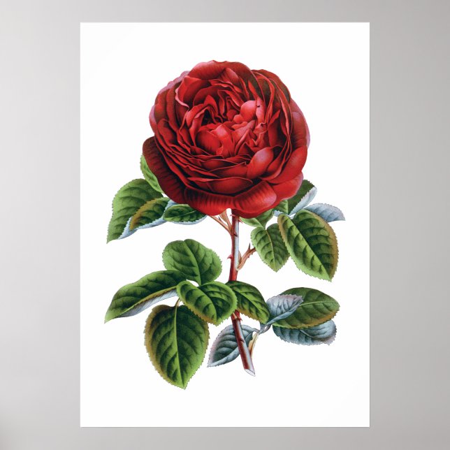 Affiche rouge (Devant)