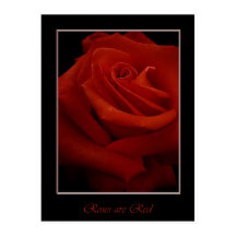 affiche rouge roses