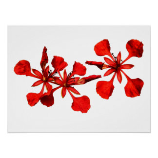 Affiche Royal Poinciana
