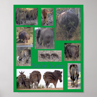 Affiche Safari Bums