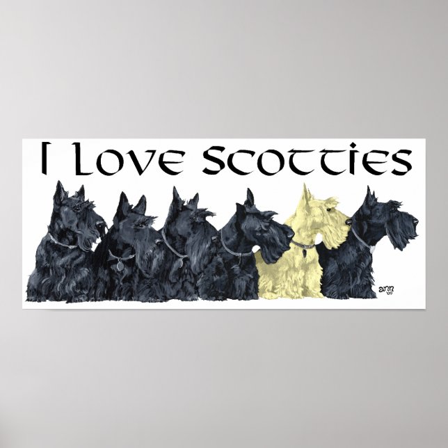 Affiche Scottish Terrier (Devant)