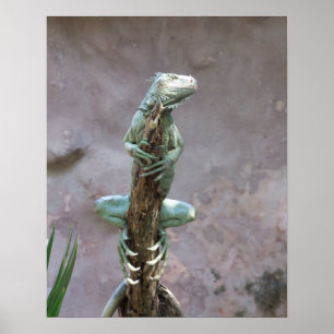 Affiche se dorante d'iguane