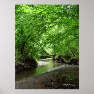 Affiche sinueuse tranquille de forêt de courant