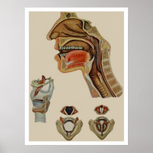 AFFICHE SQUELETTIQUE VINTAGE D'ANATOMIE "DE
