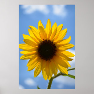 Affiche Sunflower et Blue Sky