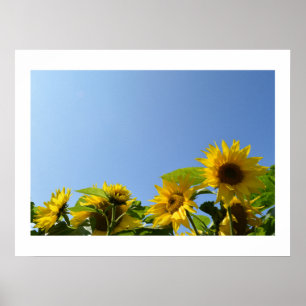 Affiche Sunflowers & Sunshine