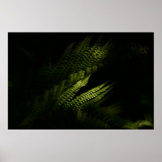 Affiche Sunlit woodland founs (6160)